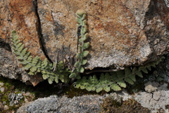 Cosentinia vellea