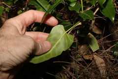 Leichhardtia lloydii