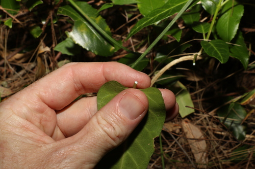 Image of Leichhardtia lloydii by (c) Greg Tasney, some rights reserved (CC BY-SA)