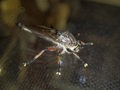 Neoaratus hercules