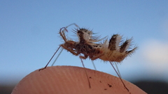 Phyllomorpha laciniata