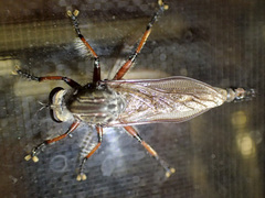 Neoaratus hercules