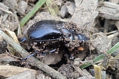 Dichotomius cotopaxi