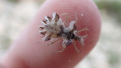 Phyllomorpha laciniata