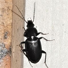Platyninae