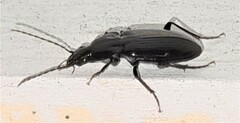 Platyninae