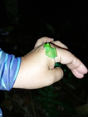 Espadarana prosoblepon