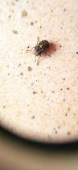 Araecerus