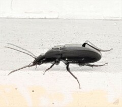 Platyninae