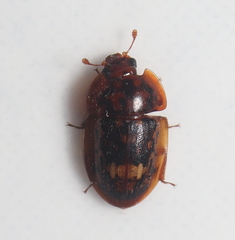 Lobiopa insularis