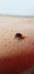 Araecerus