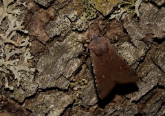 Agrochola orientalis