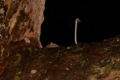 Antechinus stuartii