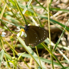 Euploea tulliolus koxinga