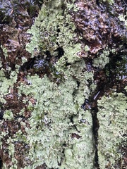 Lepraria finkii