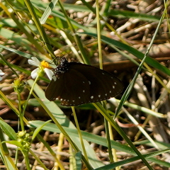 Euploea tulliolus koxinga