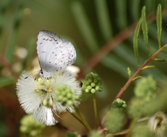 Celastrina echo gozora