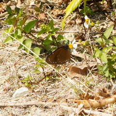 Euploea tulliolus koxinga