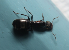 Myrmaphaenus