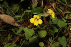 Goodenia grandiflora