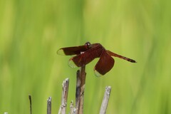 Neurothemis terminata