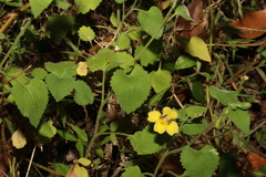 Goodenia grandiflora