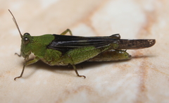 Paulinia acuminata