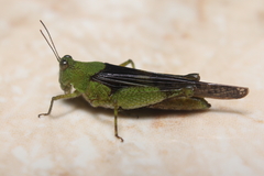 Paulinia acuminata