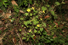 Goodenia grandiflora