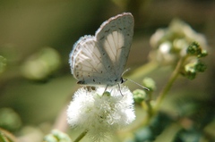 Celastrina echo gozora