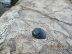 Nerita melanotragus