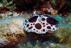 Peltodoris atromaculata