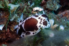 Peltodoris atromaculata