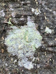 Lecanora barkmaniana