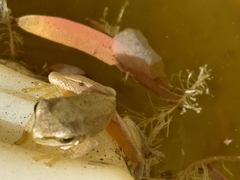 Litoria ewingii