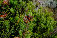 Cyclopia meyeriana