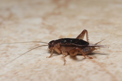 Anurogryllus