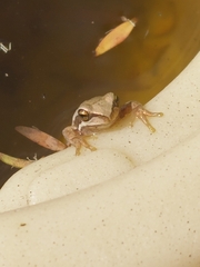 Litoria ewingii