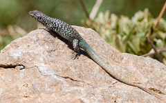 Liolaemus nigroviridis