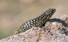 Liolaemus nigroviridis