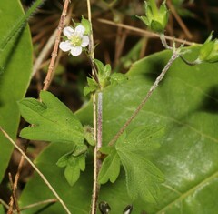 Geranium homeanum