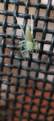 Clubionidae