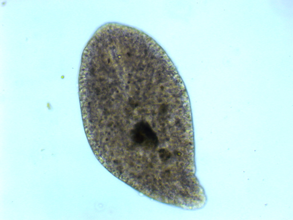 Lithophora