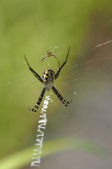 Argiope catenulata