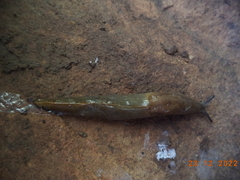Milax nigricans