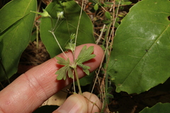 Geranium homeanum