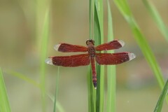 Neurothemis terminata