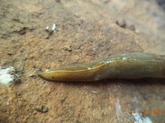 Milax nigricans