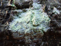 Lecanora barkmaniana