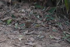 Urosphena squameiceps